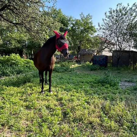 Gemuetliches Landrefugium Auf Privatem Pferdehof Апартамент Vabel